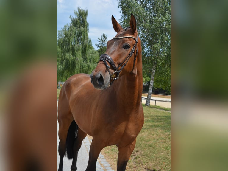 Deutsches Reitpferd Wallach 8 Jahre 172 cm Brauner in München