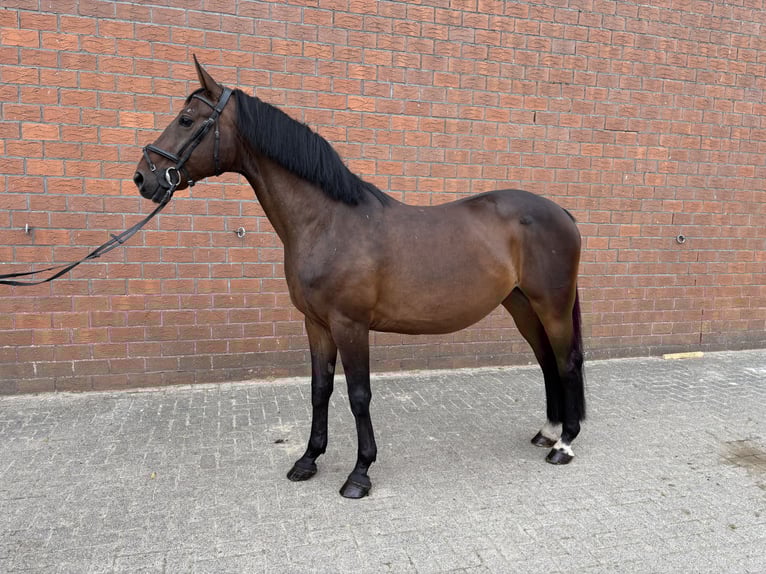 Deutsches Reitpferd Wallach 8 Jahre 172 cm Brauner in Westoverledingen
