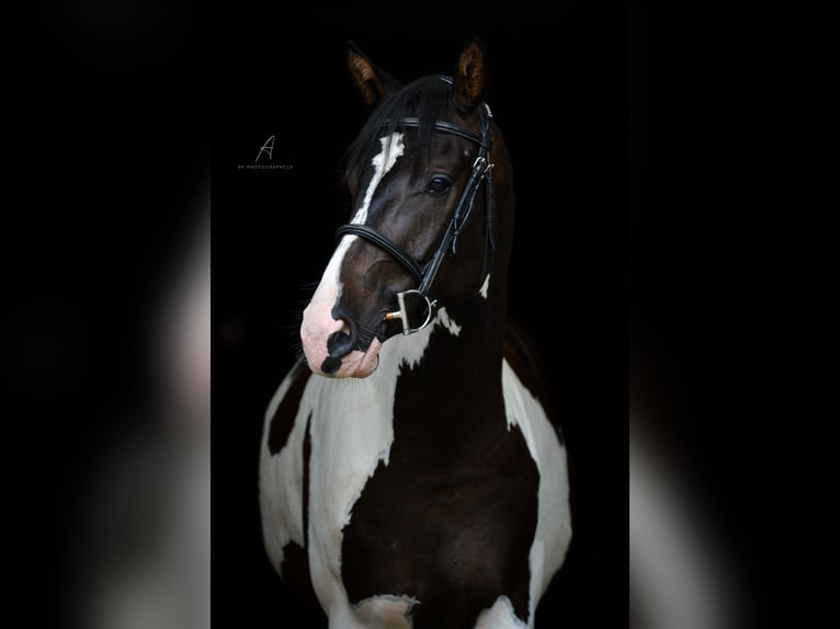 Deutsches Reitpferd Wallach 8 Jahre 174 cm Schecke in Rosendahl