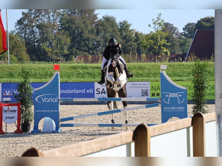 Deutsches Reitpferd Wallach 8 Jahre 174 cm Schecke in Rosendahl