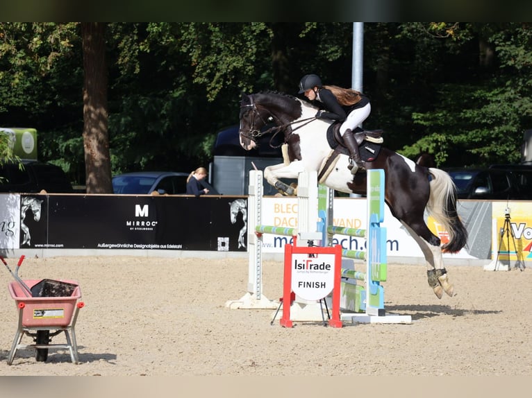 Deutsches Reitpferd Wallach 8 Jahre 174 cm Schecke in Rosendahl