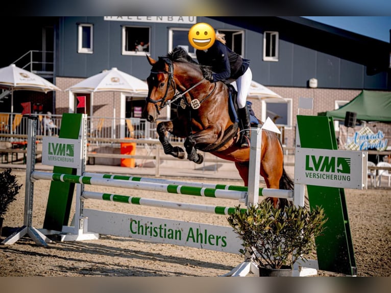 Deutsches Reitpferd Wallach 8 Jahre 175 cm Dunkelbrauner in Ascheberg