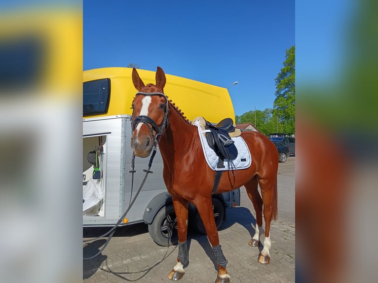 Deutsches Reitpferd Wallach 8 Jahre 175 cm Fuchs in Vlotho