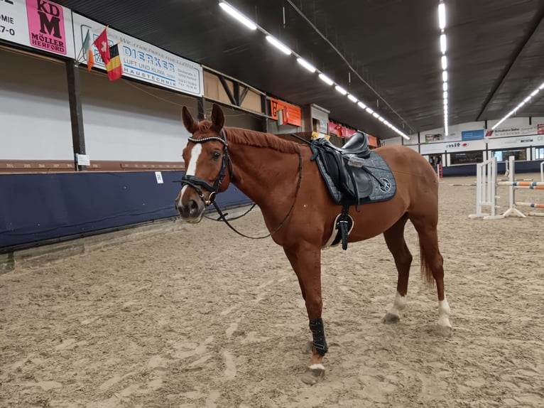 Deutsches Reitpferd Wallach 8 Jahre 175 cm Fuchs in Vlotho