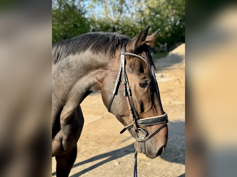 Deutsches Reitpferd Wallach 8 Jahre 176 cm Dunkelbrauner in Grevenbroich
