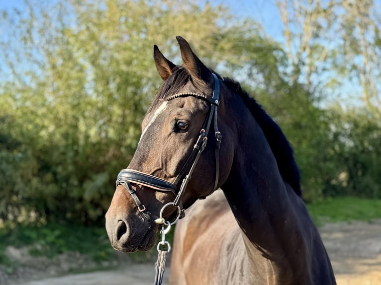 Deutsches Reitpferd Wallach 8 Jahre 176 cm Dunkelbrauner in Grevenbroich