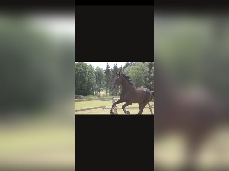 Deutsches Reitpferd Wallach 8 Jahre 176 cm Rappe in Bad M&#xFC;nstereifel