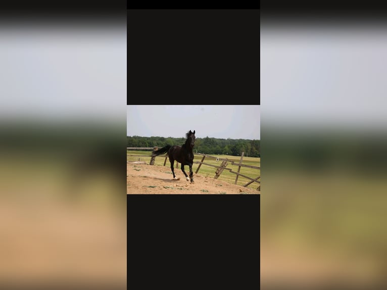 Deutsches Reitpferd Wallach 8 Jahre 176 cm Rappe in Bad M&#xFC;nstereifel