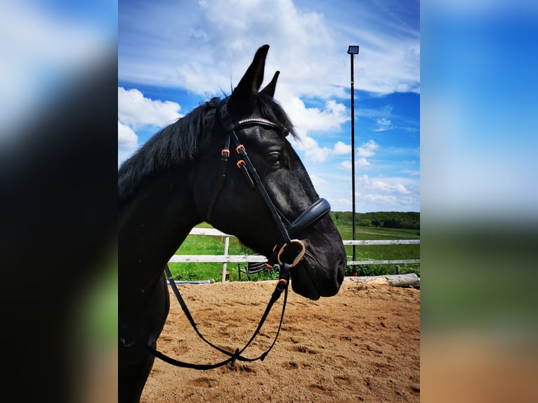 Deutsches Reitpferd Wallach 8 Jahre 176 cm Rappe in Bad M&#xFC;nstereifel