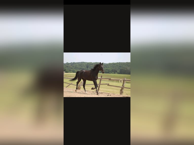 Deutsches Reitpferd Wallach 8 Jahre 176 cm Rappe in Bad M&#xFC;nstereifel