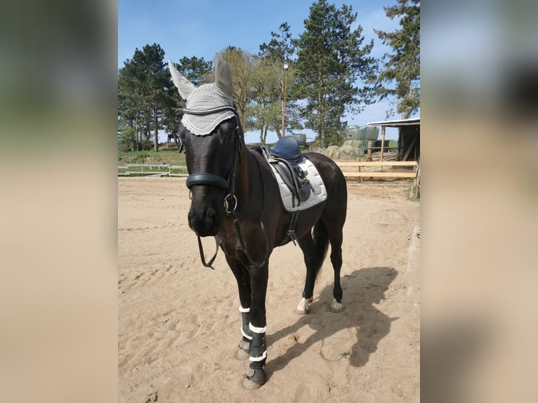 Deutsches Reitpferd Wallach 8 Jahre 176 cm Rappe in Bad M&#xFC;nstereifel