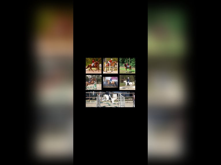 Deutsches Reitpferd Wallach 8 Jahre in Essen