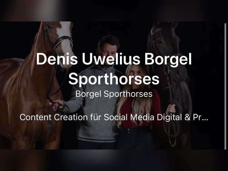 Deutsches Reitpferd Wallach 8 Jahre in Horstmar
