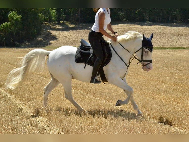 Deutsches Reitpferd Mix Wallach 9 Jahre 155 cm Schimmel in Würzburg