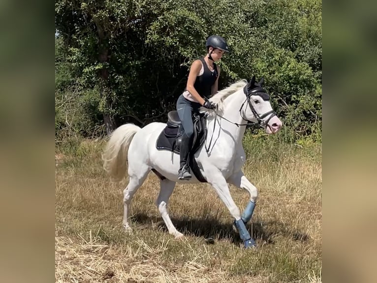 Deutsches Reitpferd Mix Wallach 9 Jahre 155 cm Schimmel in Würzburg