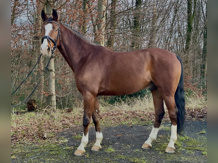 Deutsches Reitpferd Wallach 9 Jahre 164 cm Brauner in Overath