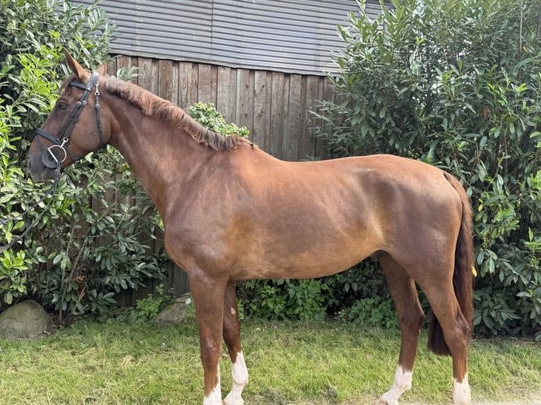 Deutsches Reitpferd Wallach 9 Jahre 166 cm Dunkelfuchs in Hagenow