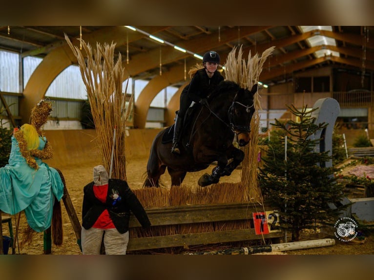 Deutsches Reitpferd Wallach 9 Jahre 170 cm Brauner in Brake