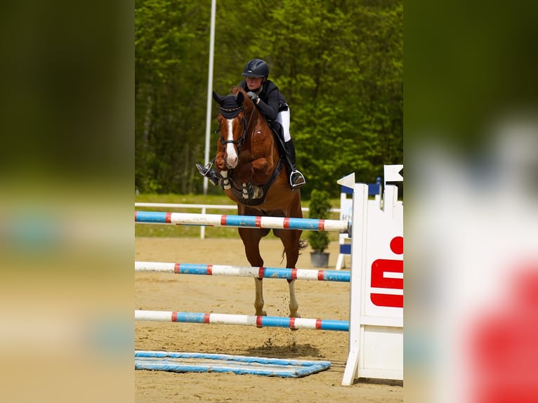 Deutsches Reitpferd Wallach 9 Jahre 172 cm Fuchs in Dorsten