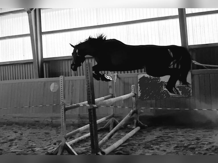 Deutsches Reitpferd Wallach 9 Jahre 173 cm Brauner in Pegnitz