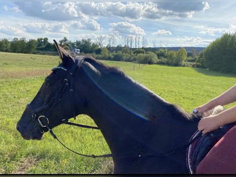 Deutsches Reitpferd Wallach 9 Jahre 173 cm Rappe in Gro&#xDF;langheim