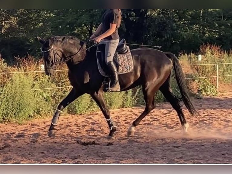 Deutsches Reitpferd Wallach 9 Jahre 173 cm Rappe in Gro&#xDF;langheim