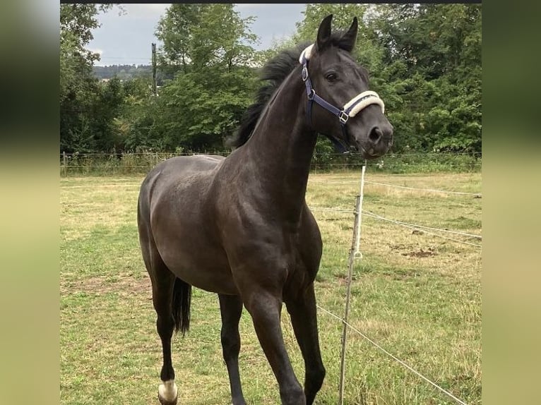 Deutsches Reitpferd Wallach 9 Jahre 173 cm Rappe in Gro&#xDF;langheim