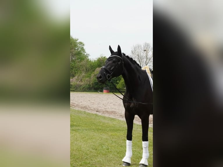 Deutsches Reitpferd Wallach 9 Jahre 178 cm Rappe in Karlsruhe