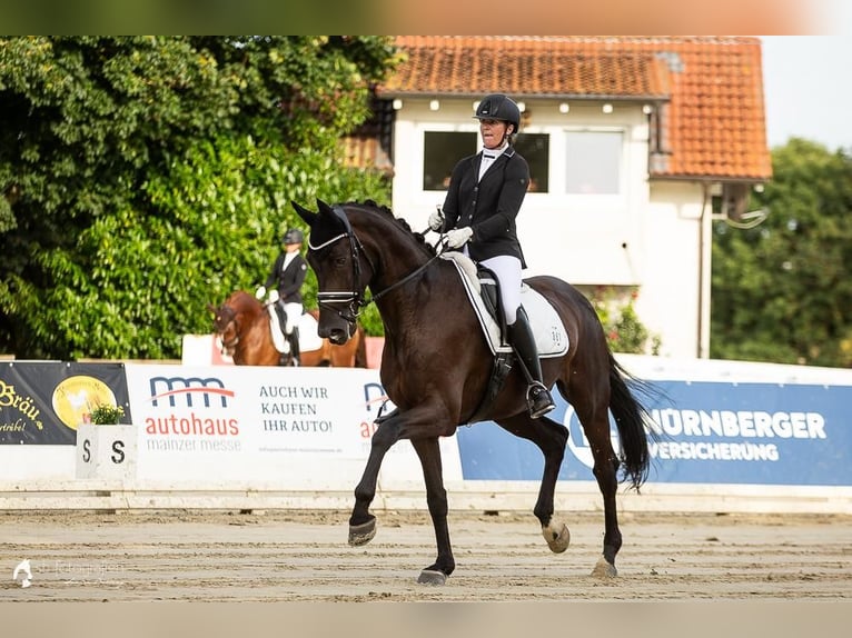 Deutsches Reitpferd Wallach 9 Jahre 178 cm Rappe in Karlsruhe