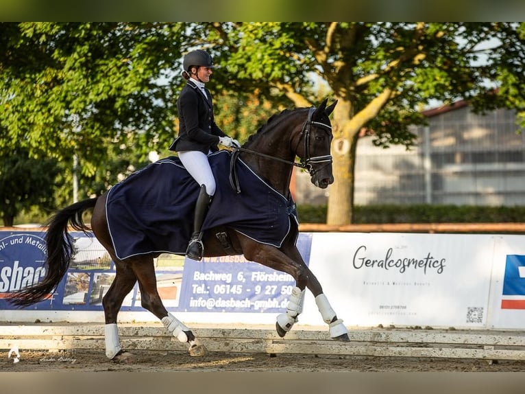 Deutsches Reitpferd Wallach 9 Jahre 178 cm Rappe in Karlsruhe