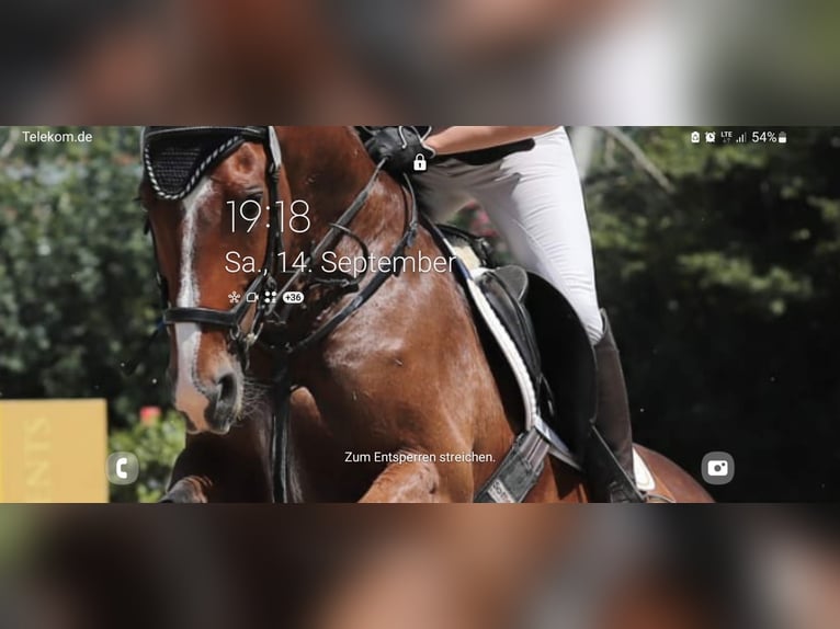 Deutsches Reitpferd Wallach 9 Jahre Brauner in Idstein