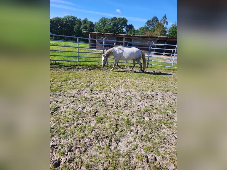 Deutsches Reitpony Hengst 10 Jahre 145 cm Schimmel in Leer (Ostfriesland)Leer