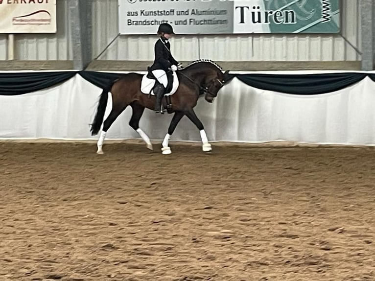 Deutsches Reitpony Hengst 10 Jahre 147 cm Brauner in Udestedt