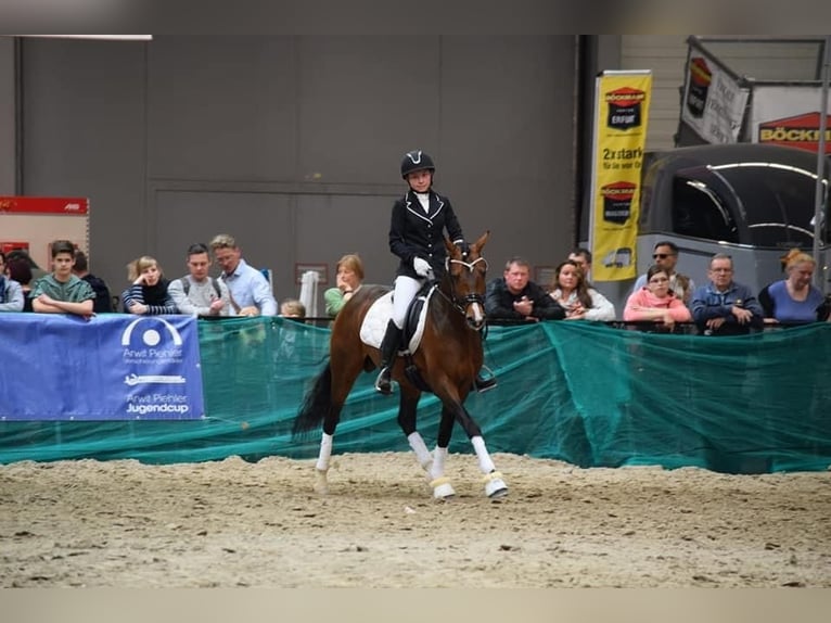 Deutsches Reitpony Hengst 10 Jahre 147 cm Brauner in Udestedt