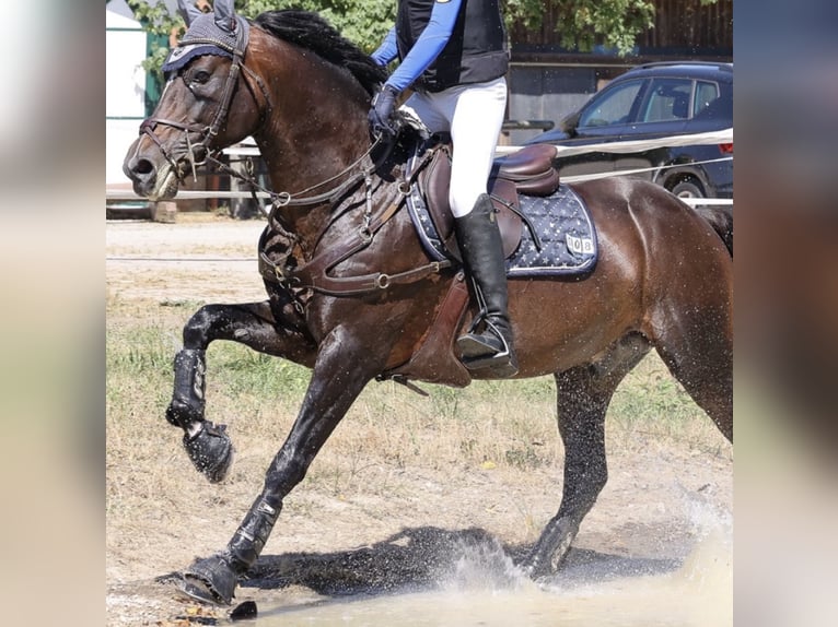 Deutsches Reitpony Hengst 10 Jahre 148 cm Dunkelbrauner in Karlsbad