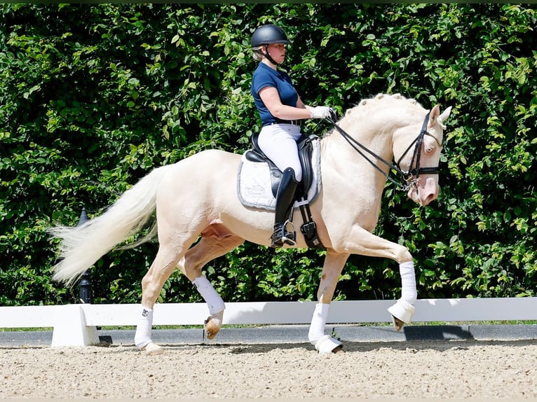 Deutsches Reitpony Hengst 10 Jahre 155 cm Cremello in Marsberg