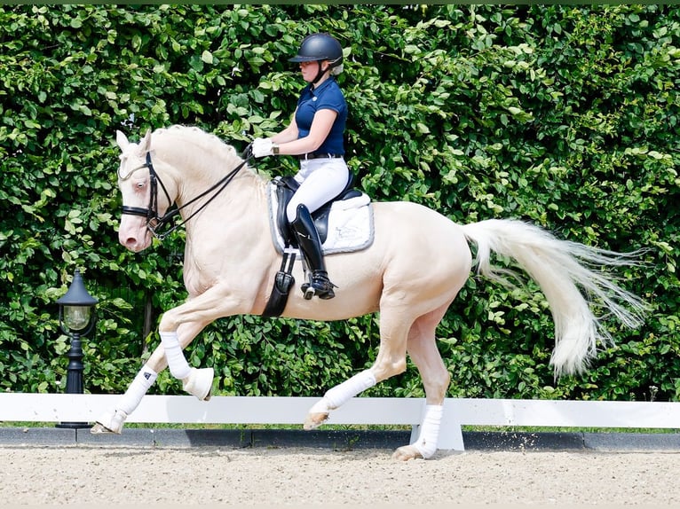 Deutsches Reitpony Hengst 10 Jahre 155 cm Cremello in Marsberg