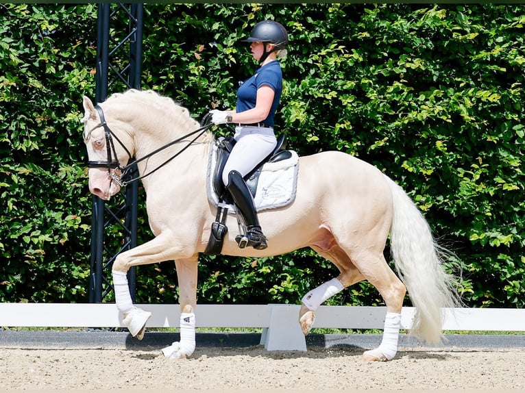Deutsches Reitpony Hengst 10 Jahre 155 cm Cremello in Marsberg