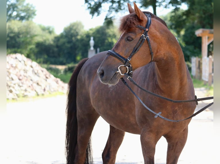 Deutsches Reitpony Hengst 11 Jahre 148 cm Dunkelfuchs in Glandorf