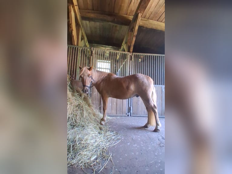 Deutsches Reitpony Hengst 13 Jahre 130 cm  in Bergen