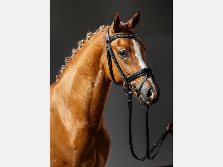 Deutsches Reitpony Hengst 13 Jahre 146 cm Fuchs in am Ohmberg