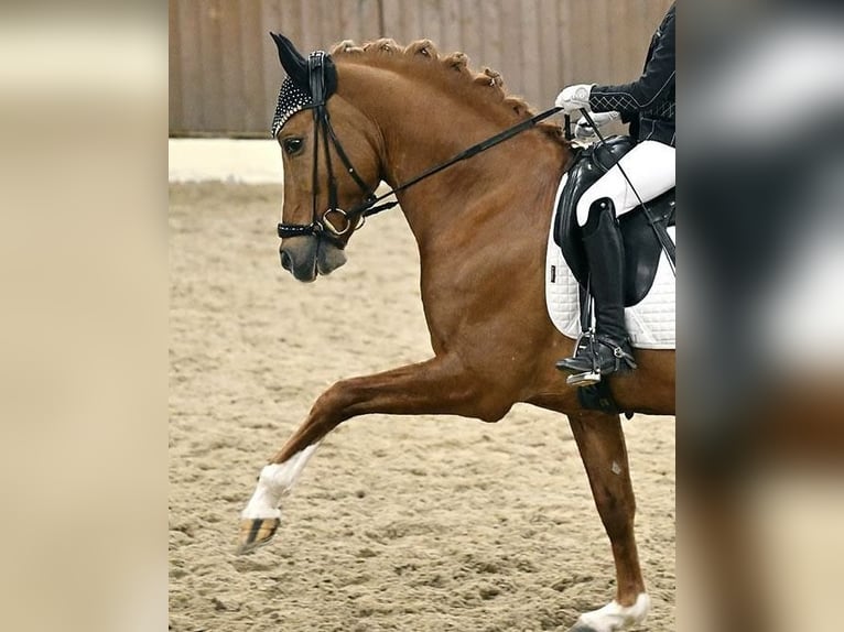 Deutsches Reitpony Hengst 13 Jahre 146 cm Fuchs in am Ohmberg