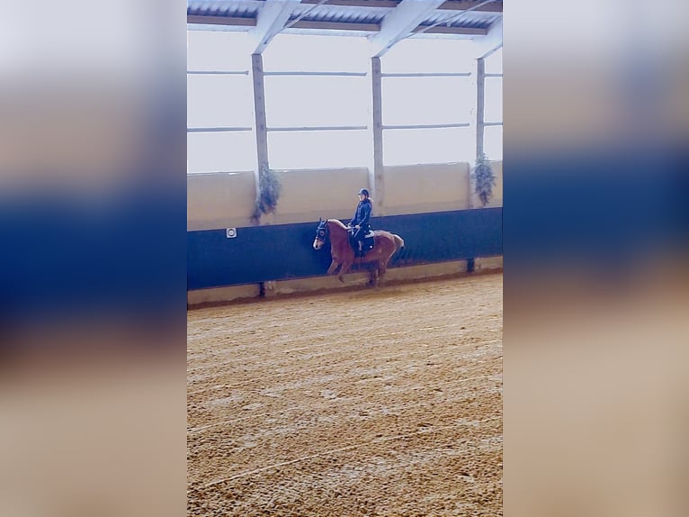 Deutsches Reitpony Hengst 13 Jahre 146 cm Fuchs in Bad Langensalza