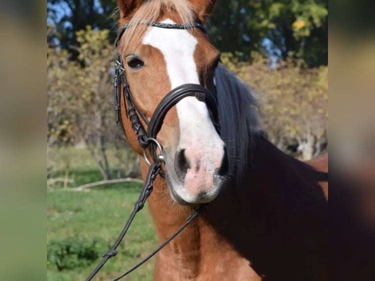 Deutsches Reitpony Hengst 13 Jahre 146 cm Fuchs in Bad Langensalza