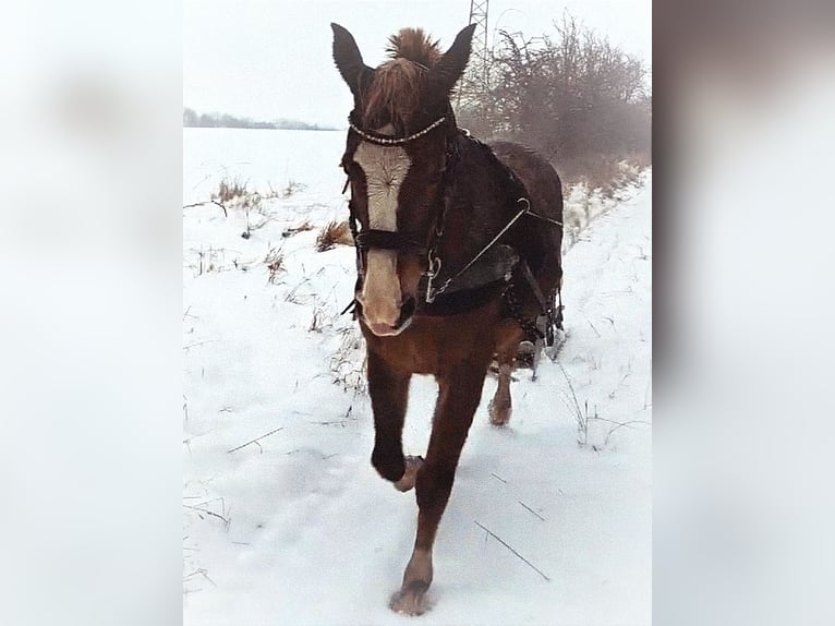 Deutsches Reitpony Hengst 13 Jahre 146 cm Fuchs in Bad Langensalza