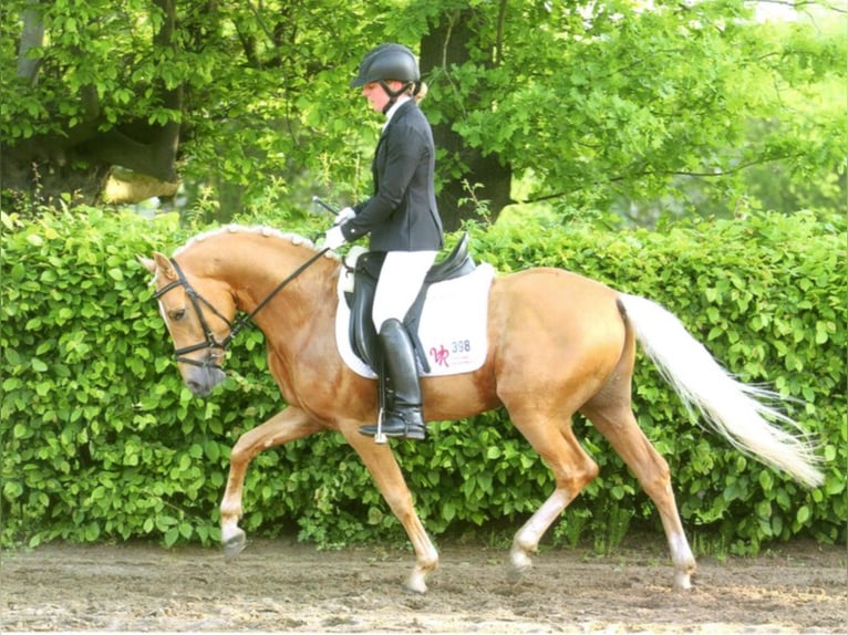 Deutsches Reitpony Hengst 13 Jahre 147 cm Palomino in Vienenburg