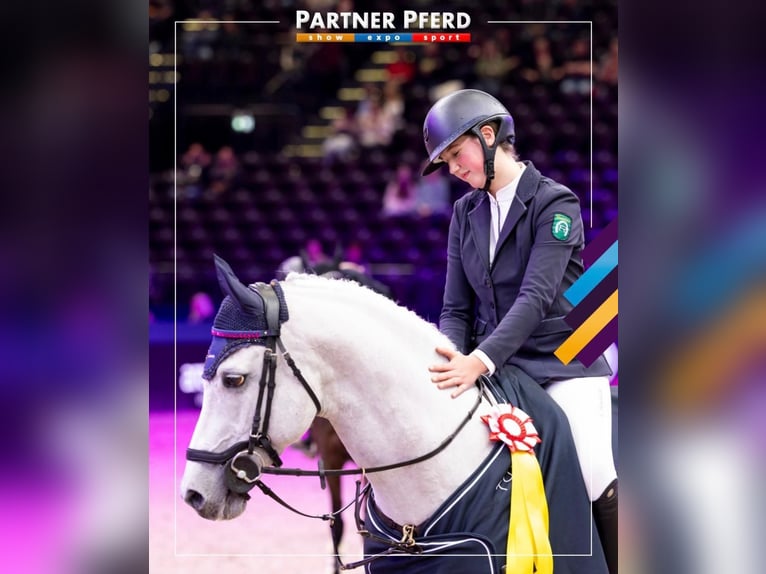 Deutsches Reitpony Hengst 13 Jahre 148 cm Schimmel in Uedem