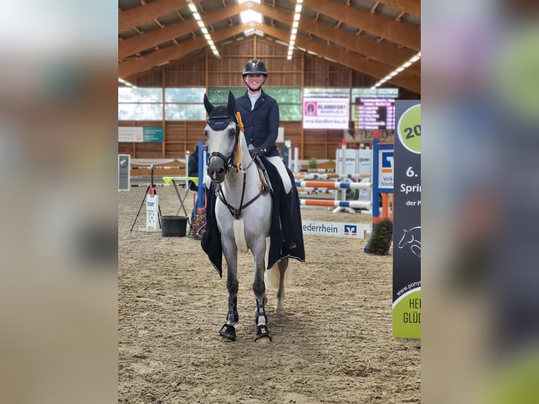 Deutsches Reitpony Hengst 13 Jahre 148 cm Schimmel in Uedem