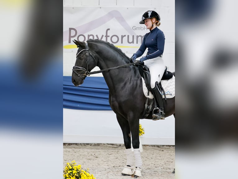 Deutsches Reitpony Hengst 13 Jahre 153 cm Rappe in Marsberg Deutsches Reitpony Hengst 13 Jahre 153 cm Rappe in Marsberg
