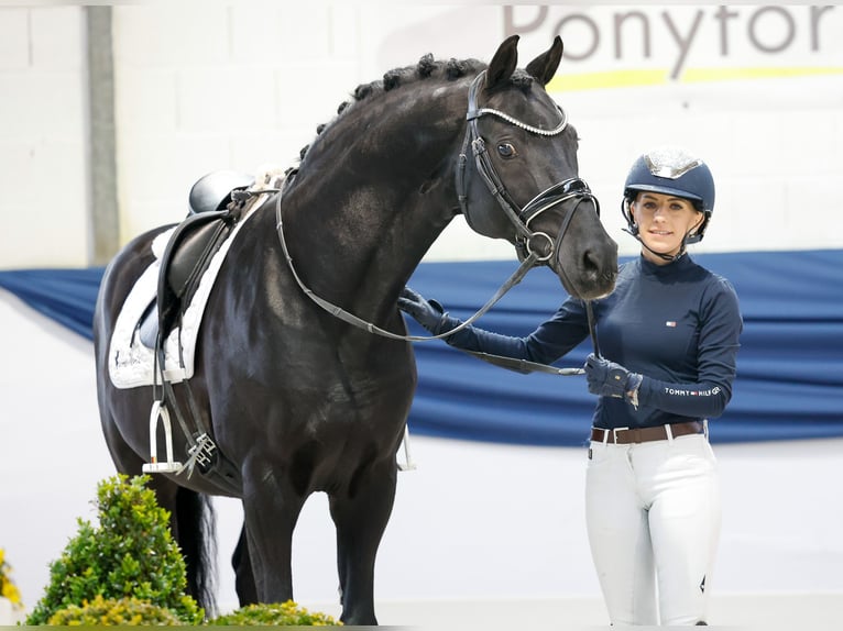 Deutsches Reitpony Hengst 13 Jahre 153 cm Rappe in Marsberg Deutsches Reitpony Hengst 13 Jahre 153 cm Rappe in Marsberg